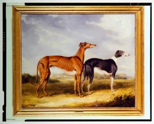 Deux lévriers, propriété du Dr. Edmund Taylor de Booth Hall
