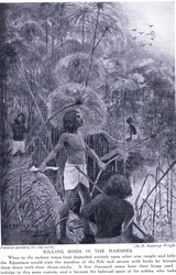 Chasse aux oiseaux dans les marais, c.1920