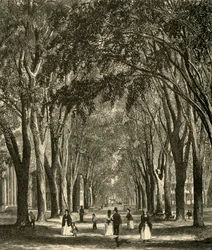 Les ormes de New-Haven, 1874
