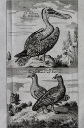 Pélican, Gélinotte des bois et Perdrix, gravure du Voyage fait à la baie d