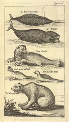 Plusieurs créatures, de 