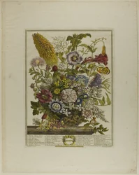 Août, des Douze Mois de Fleurs