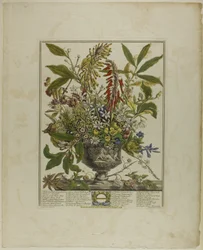 Janvier, des Douze Mois de Fleurs