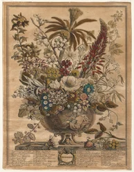 Douze mois de fleurs : Décembre
