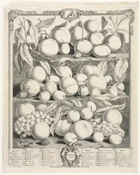 Douze mois de fruits : Août, 1732