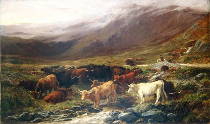 Vaches dans les Highlands