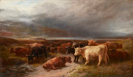 Bétail des Highlands dans une vallée de montagne
