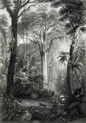 Scène dans une forêt brésilienne gravée par J. Bishop