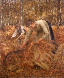 Récolte de fougères