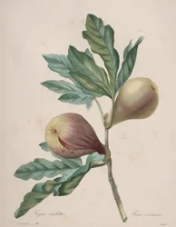 Choix des plus belles fleurs...plus beaux fruits: Figue Violette