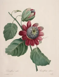 Choix des plus belles fleurs...plus beaux fruits: Passiflore ailée