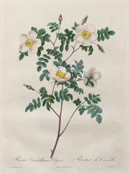 Les Roses : Rosa Candolleana Elegans