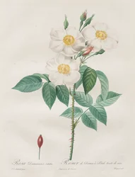 Les Roses : Rosa Damascena, subalba