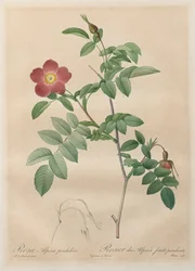 Les Roses: Rosa alpina pendulina