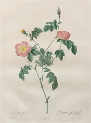 Les Roses: Rosa indica