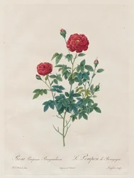 Rose Pompon