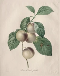 Prune Reine Claude