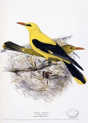 Loriot doré, 1835