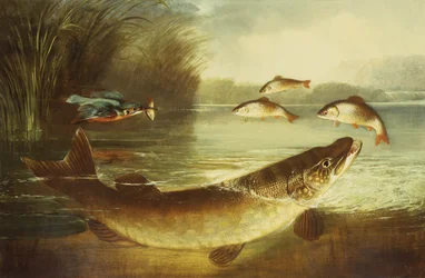 Un martin-pêcheur et un brochet capturant une perche
