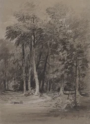 Un chemin boisé