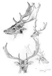Têtes de cerfs, 1898