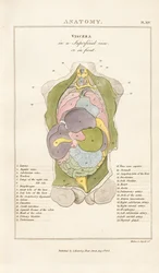 Organes internes du corps humain - Vue antérieure