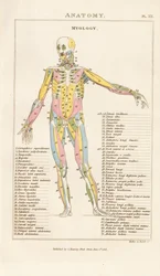 Musculature du corps humain - Vue antérieure
