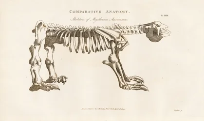 Squelette de Megatherium americanum