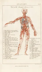Vue des artères et veines principales