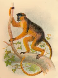 Guereza bai, 1897