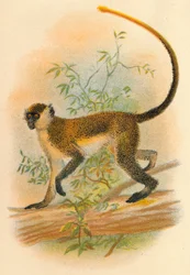 Guenon verte, 1897