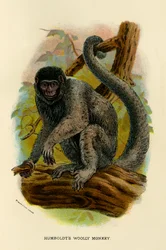 Singe laineux de Humboldt, 1896
