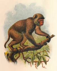 Macaque de Saint-Jean, 1897