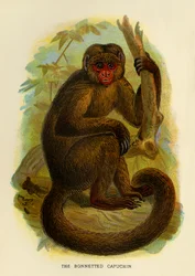 Le Capucin bonneté, 1896