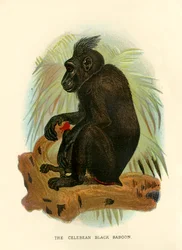 Le babouin noir de Celebes, 1896