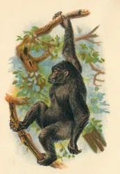 Le Gorille, 1897