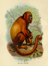 Le hurleur rouge, 1896