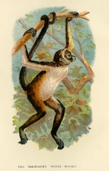 Le Singe-araignée varié, 1896