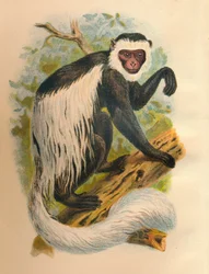 Le Guereza à queue blanche, 1897