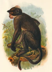 Mangabey à couronne blanche, 1897