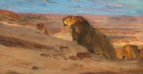 Lions dans le désert