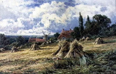 Champ de maïs dans le Surrey