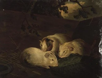 Étude primitive de cochons d
