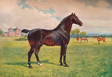 Étalon Hackney Pony Berkeley Model, vers 1900 1910