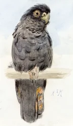 Un cacatoès noir, v. 1890