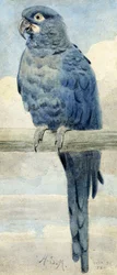 Ara hyacinthe, 1889