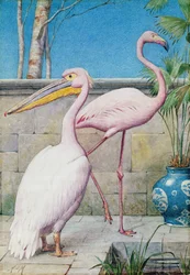 Pélican et flamant rose