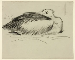 Croquis de la cigogne nicheuse