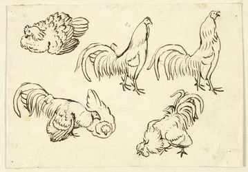 Croquis de volailles