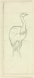 Oiseau debout